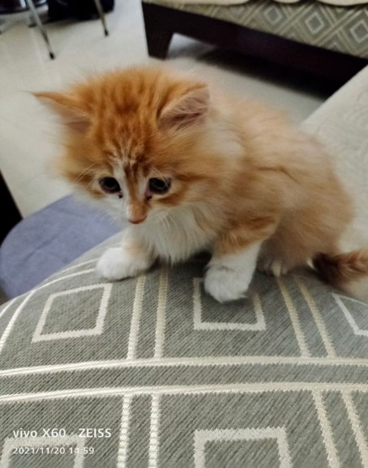 小猫一个月了截图