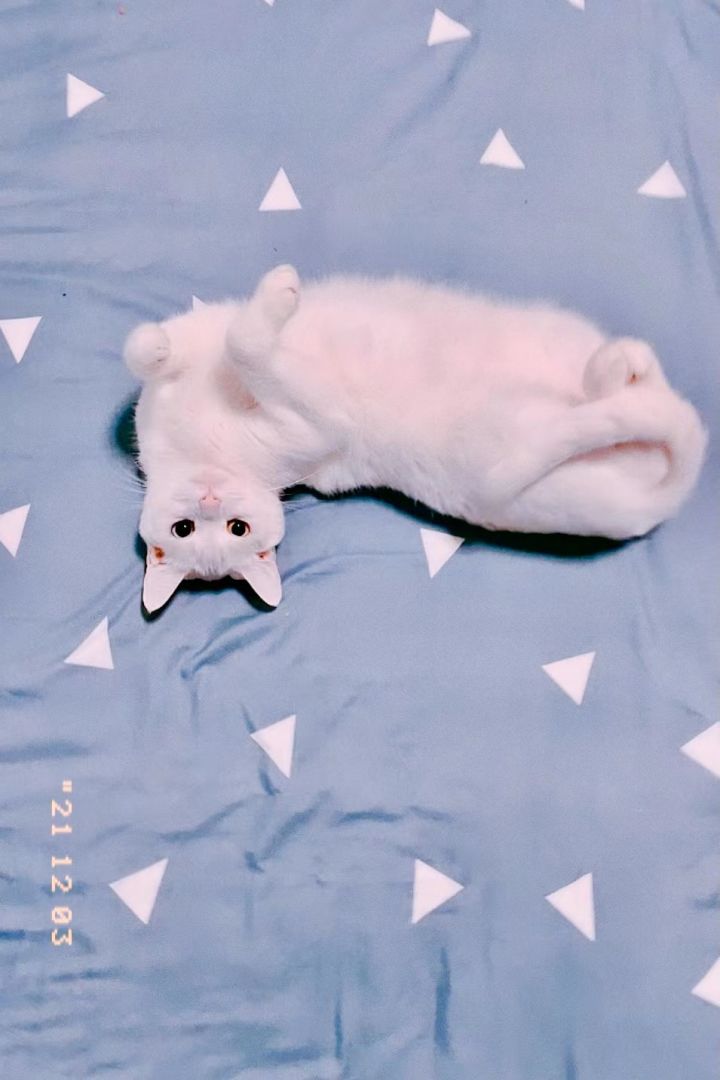 剪辑，下山～（封面是我家猫～）截图