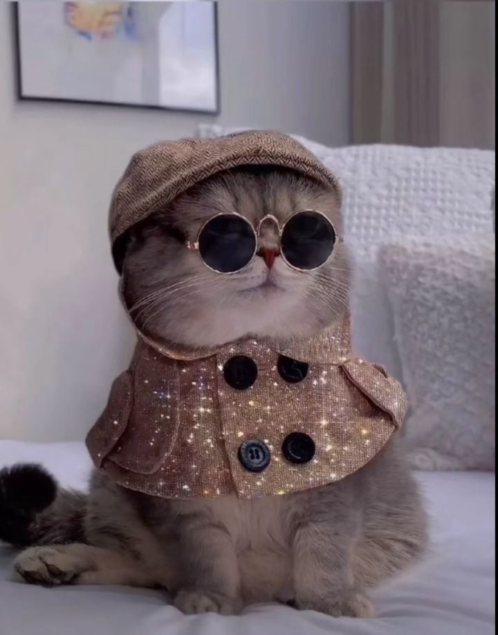 自拍猫截图