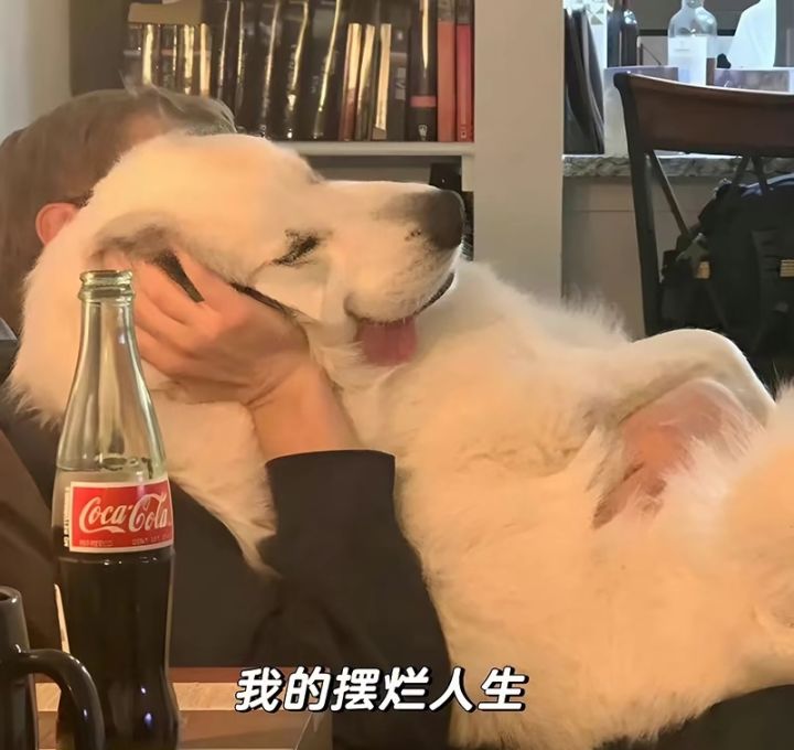 我奶妈都能嘎嘎乱杀玩别的岂不是更狠 (互看)截图