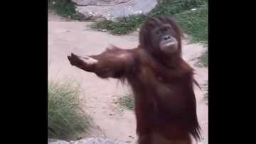 元素弓无伤过400炼金术师