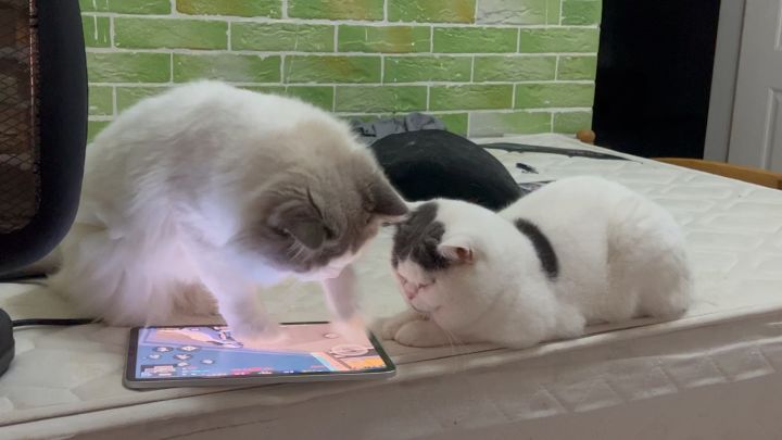 你的香肠队友可能不是人截图