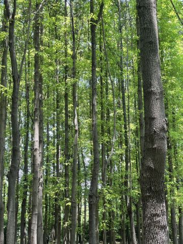 因为没人写相关阵容的推荐我这边简单把我玩了3天的心得写一下：
1. 混搭阵容：由于英雄升星好吃自己阵容的5星英雄，比较肯定的是4星无法升级成5星狗粮，所以每个阵容都培养一个是目前相对于亲民的提升方案。
2. 3+混搭或+2: 目前我就是三个魔族加一个青莲剑仙加一个白泽。原因是养不起5个魔族呀，然后青莲送的多，理所应当的就好养，白泽就是老抽到星级高，所以先用着，算奶T。微氪中氪考虑
3. 纯血阵容：