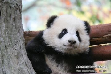 【挑战攻略·叁】前期挑战的 规划、意识、战术