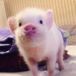 55潜力稳附满暴击爆伤8a