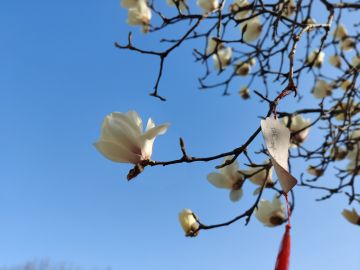 雪后的玉兰~ 花而后实