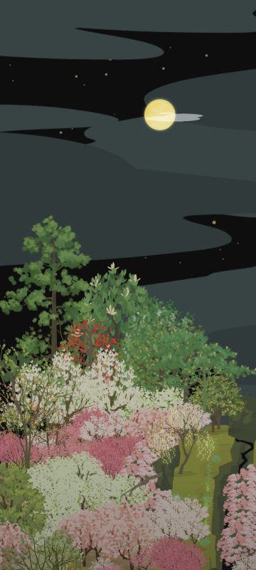 关于华盖木大小的二三事又称为秃杉做过的那些努力