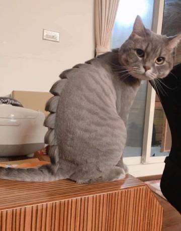 【斩天拔刀忍者攻略】我上一次崛起还是在上一次