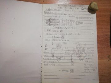 自己瞎画的，嘿嘿嘿(º﹃º )