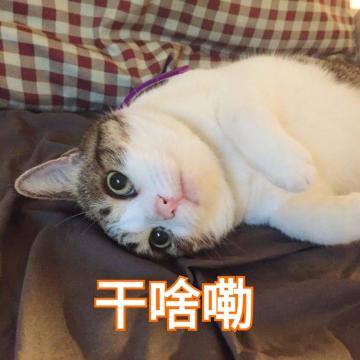 喵星人不为人知的小秘密，快来涨涨“姿势”！