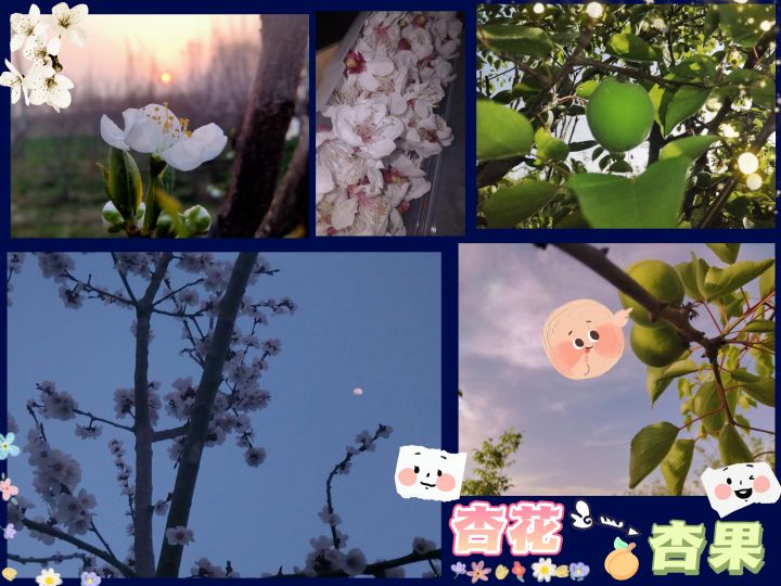 花而后实——杏🌸截图
