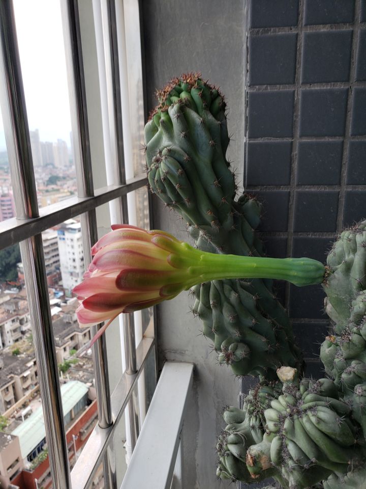 仙人掌开花截图