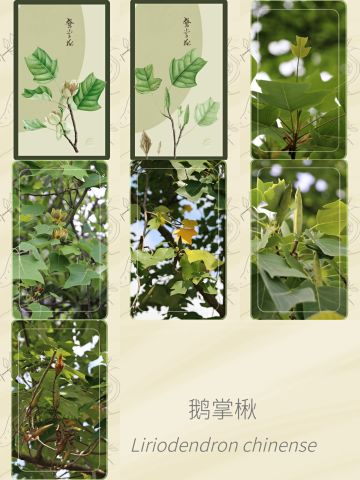 不知道哪天的鹅掌楸