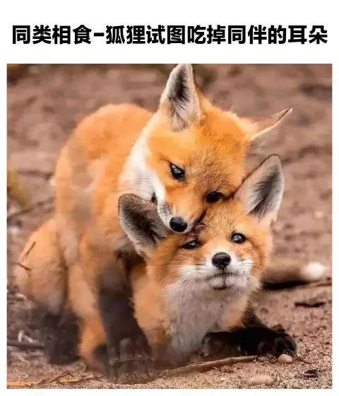 每日沙雕图截图