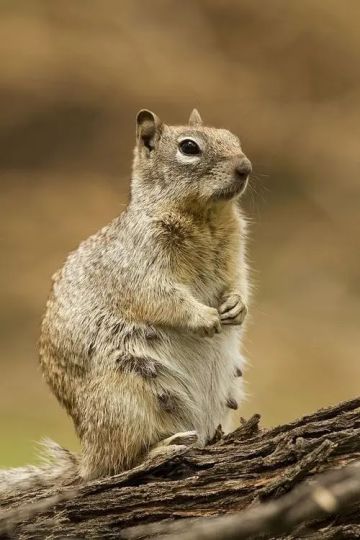每日动物图分享（九）啮齿目