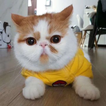 快来看我家三小只哈哈哈