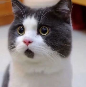 奇奇怪怪的猫咪冷知识，这些你知道嘛