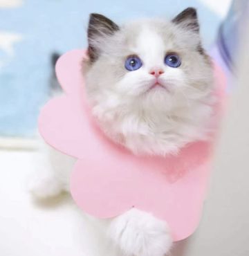 这些可可爱爱的猫咪品种，你知道多少