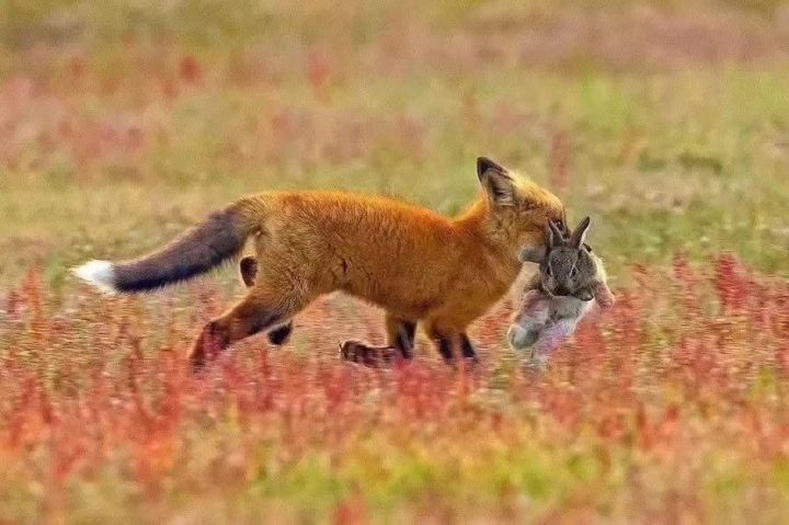狐狸，兔子，老鹰截图