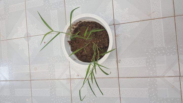 设定集里的白晶菊种子截图