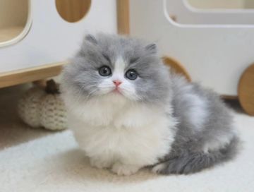 🧏‍♀️恶魔法队最新定妆照来啦😋❤️