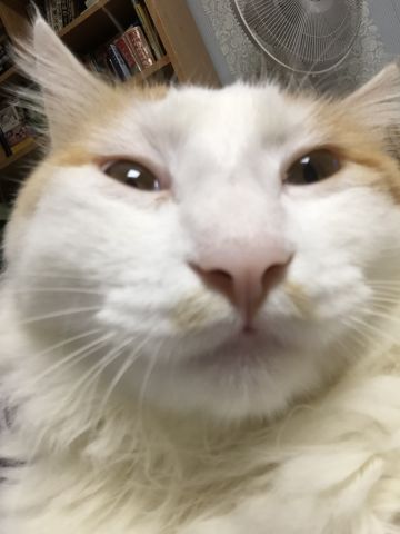 给队伍组合性一点建议