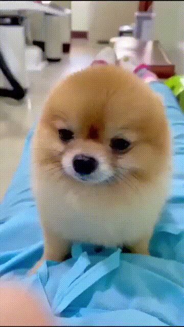 佛系养老村庄收人截图
