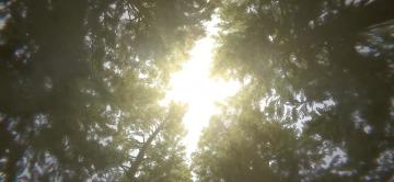 黎明觉醒世界观故事【鸭鸭版】