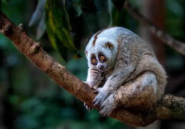 每日动物图分享（三）灵长目