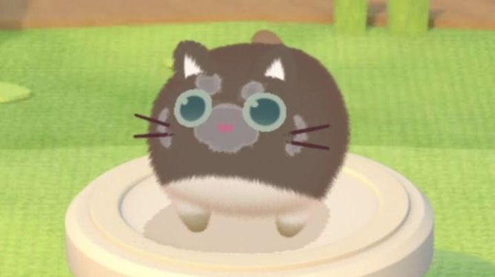猫崽记录贴截图