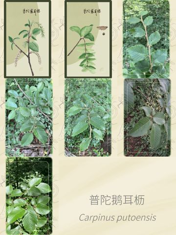 今天的普陀鹅耳枥