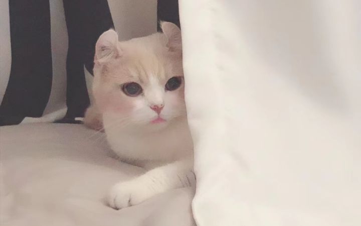 🧏‍♀️😋莎莎才不怕双猪呐🍭截图