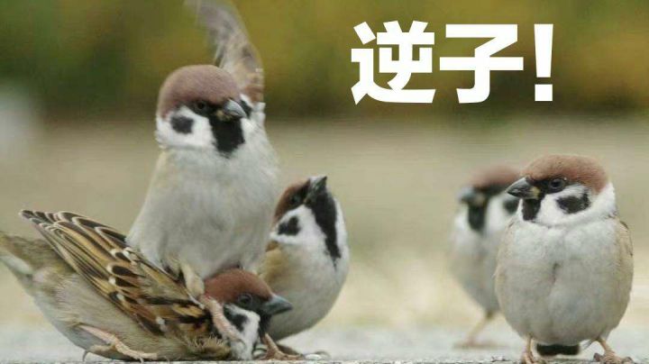 这截图