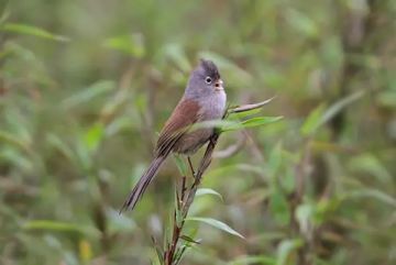 每日动物图分享（三十一）雀形目