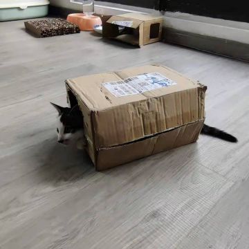 小六的日常第二弹————盒子里的喵