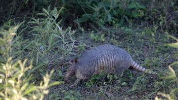 每日动物图分享（十九）带甲目