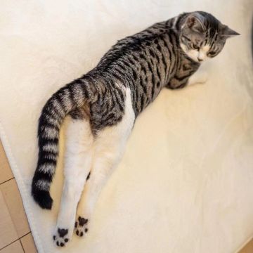 快乐撸猫，这些事必须杜绝！