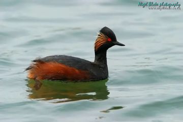每日动物图分享（十五）鸊鷉目