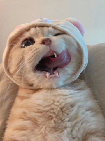 猫咪认主人的4种表现，确定了你就是喵的人了