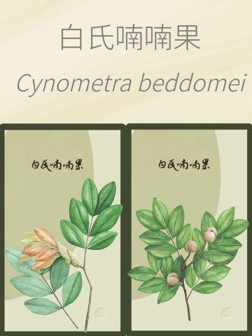 稀有树种卡面集合