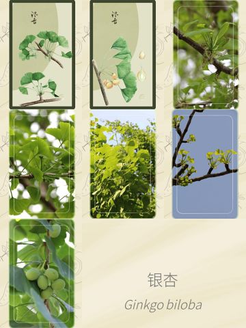 不知道哪天的银杏