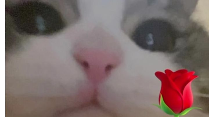 告别手抓饭,做优雅女人👱🏻♀️截图
