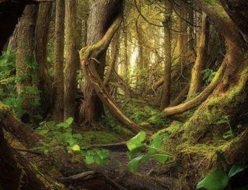 第四章: 命运的抉择(I)