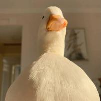 日常单腿跳 最快乐的过关方式