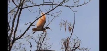 video-2345833