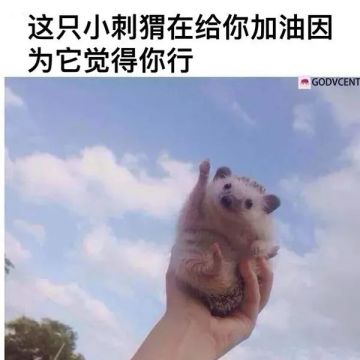 太阳花价格记录贴！尽量每天更新！（2025年3月1日停更，抱歉啦）