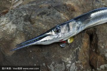 每日动物图分享（三十三）颌针鱼目