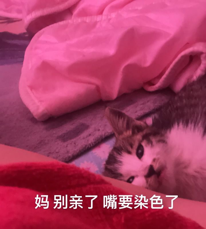 修猫猫截图