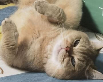 下版本最强武学——九剑神行罗汉