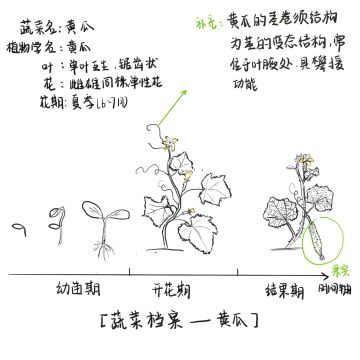 蔬菜档案—黄瓜🥒